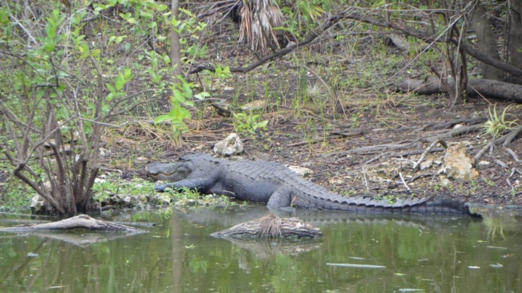 Alligators in the Sewer: A Myth Proven Correct – Thats Viral Now