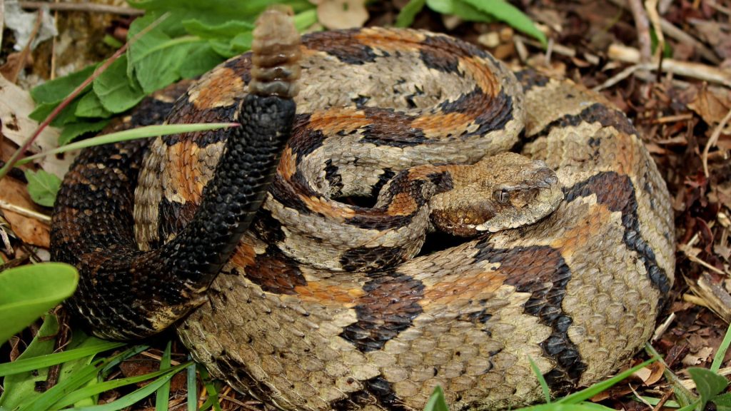 The Largest Recorded Timber Rattlesnake: A Giant Among Deadly Serpents ...