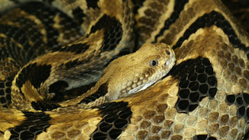 The Largest Recorded Timber Rattlesnake: A Giant Among Deadly Serpents ...