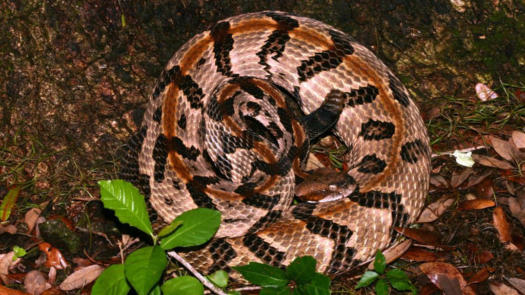 The Largest Recorded Timber Rattlesnake: A Giant Among Deadly Serpents ...