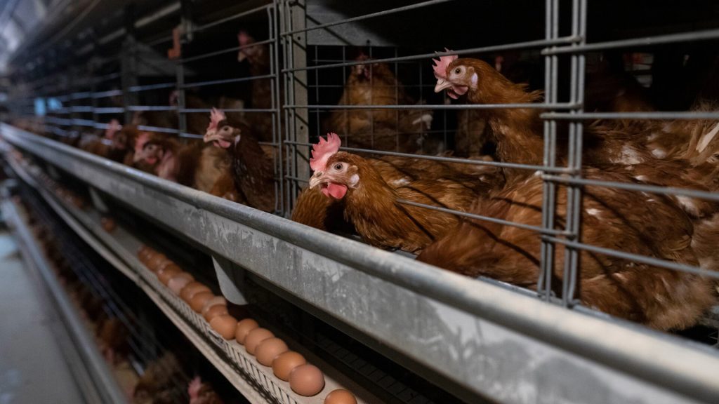 Fire Engulfs American Chicken Farm, Containment Efforts Expected To